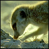 Meerkat 2